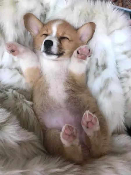 Cuccioli di Corgi