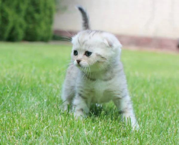 Cuccioli Scottish Fold