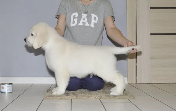 BELLISSIMI CUCCIOLI DI GOLDEN | Foto 0