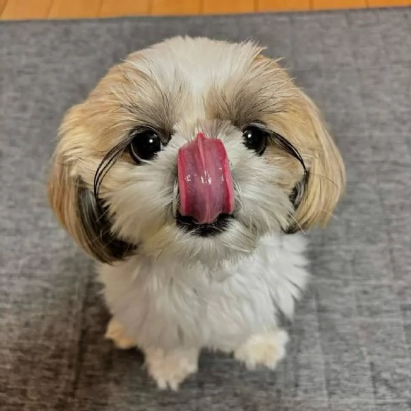 Vendita cuccioli Shih Tzu