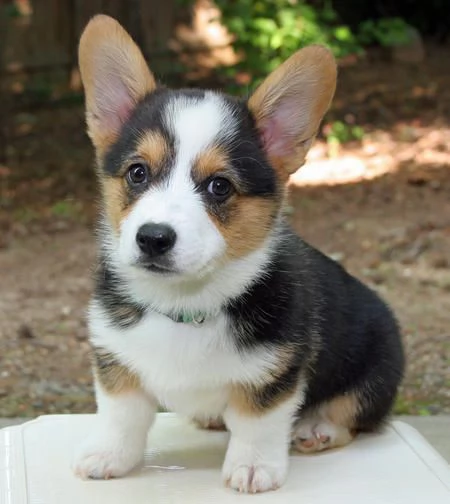 Vendo cuccioli di welsh corgi