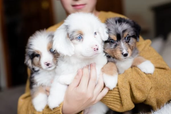 Vendita cuccioli di pastore australiano