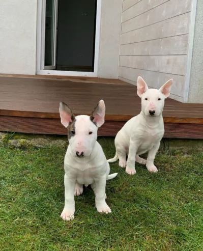 Bull terrier cuccioli pronti per l'adozione