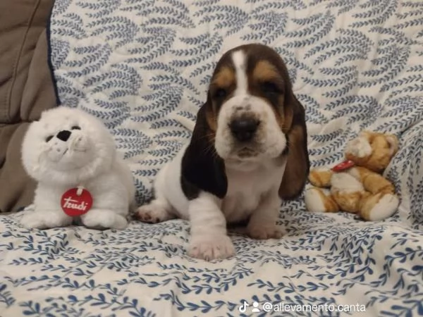 Cuccioli di Basset Hound in adozione