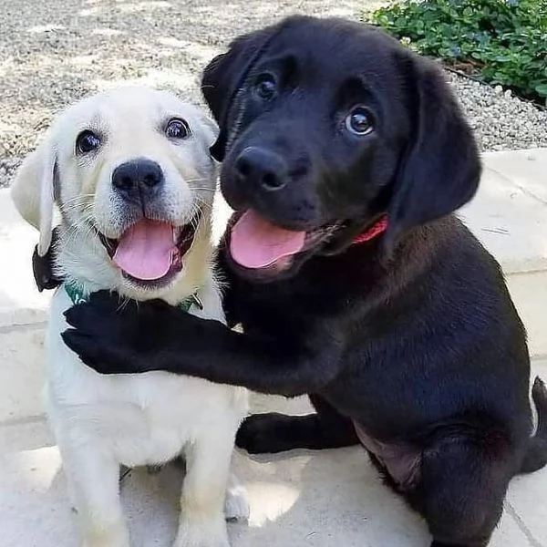 Cuccioli di Labrador (Pronti subito)