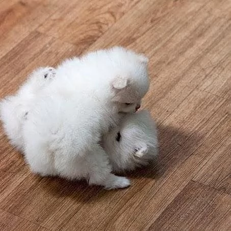 Vendo due simpatici cuccioli di Pomerania Teacup