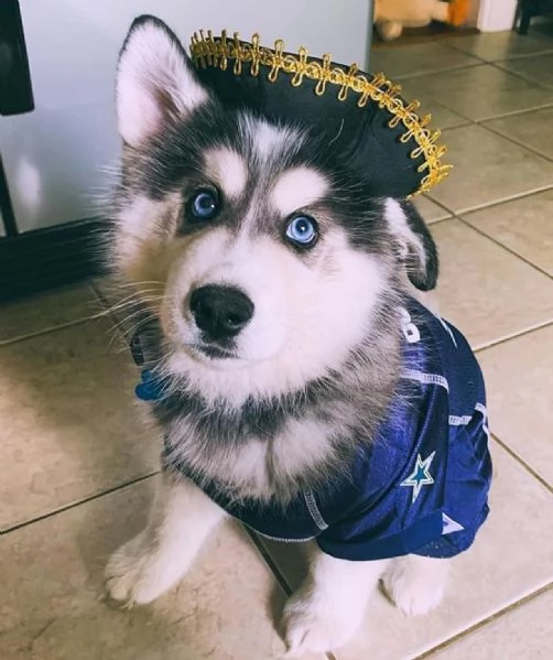 Regalo cuccioli di husky siberiano  maschi e femmina.  