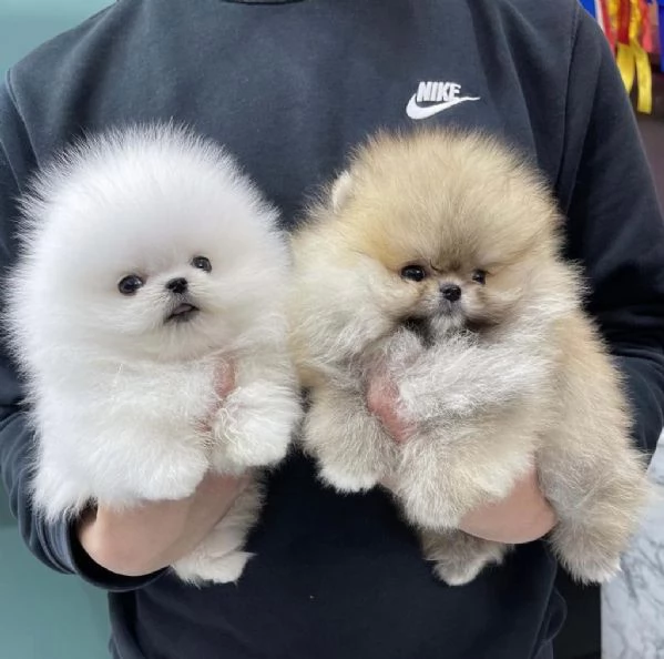 cuccioli di Volpino di Pomerania