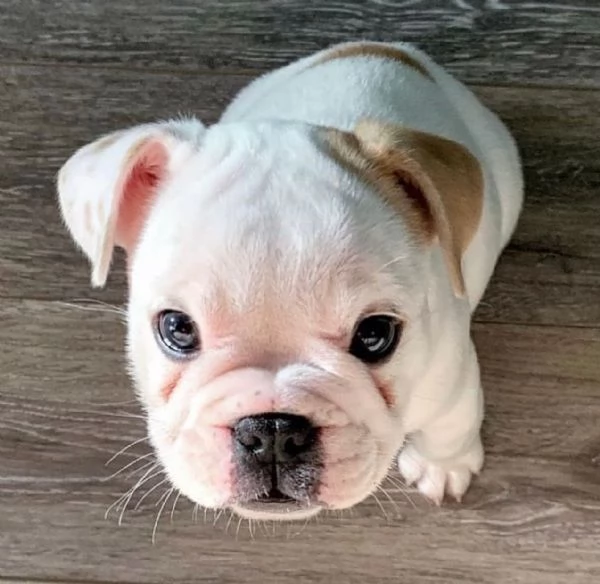 Regalo cuccioli bulldog inglese per l'adozione