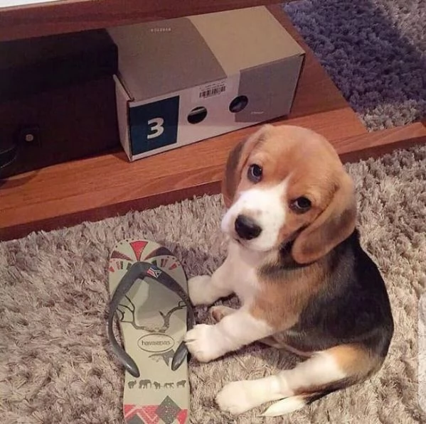 Regalo cuccioli di beagle maschi che femmine nb,