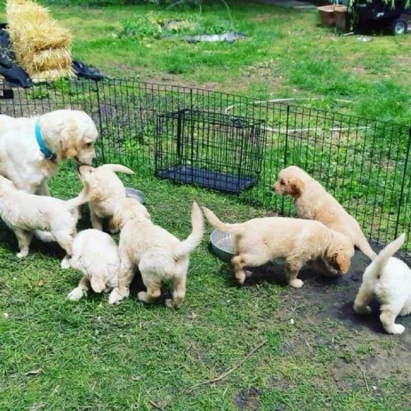 regalo golden retriever cuccioli per l'adozione