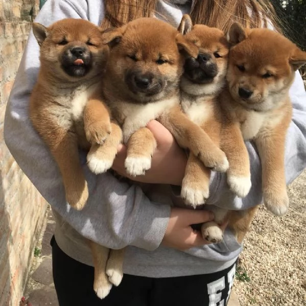 shiba inu cuccioli per regalo