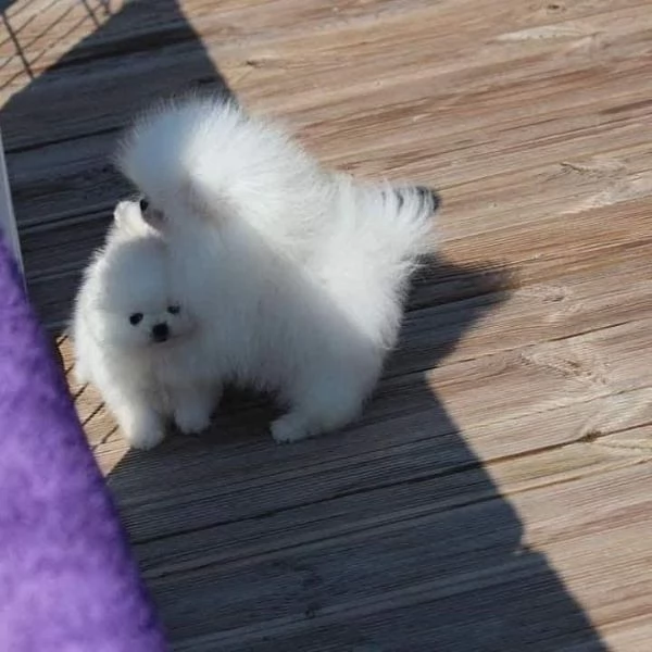 regalo cuccioli volpino della pomerania con pedigree