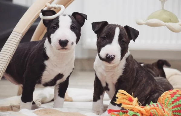 maschio e femmina cucciolo bulll terrier