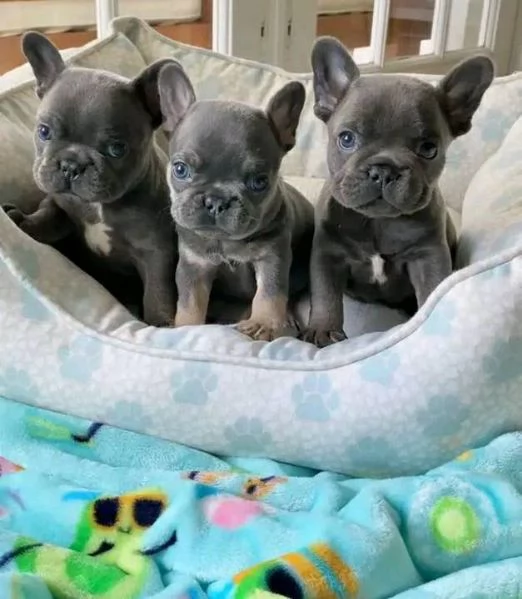 Regalo....cucciolata di bouledogue francese