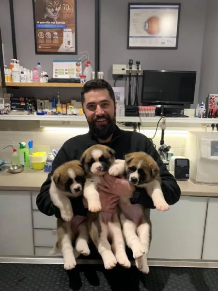 Regalo akita inu cuccioli disponibile per l'adozione