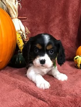 Regalo Bellissimi Cavalier king Charles Spaniel Maschi