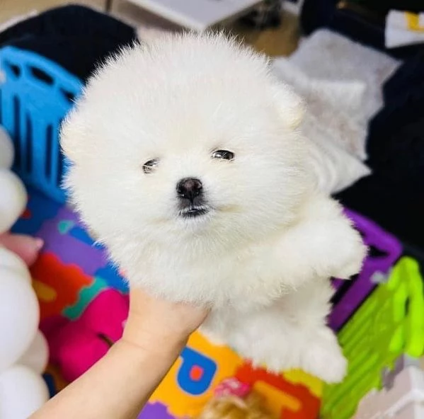 Adorabile cucciolo di pomerania per l'adozione!!