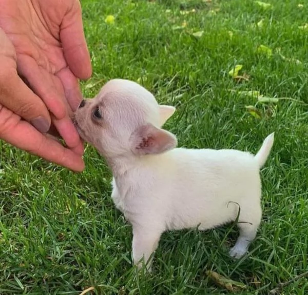 Regalo chihuahua taglia molto piccola