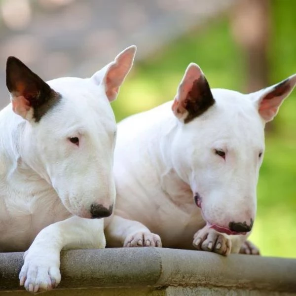 Regalo Bull Terrier cuccioli per l'adozione