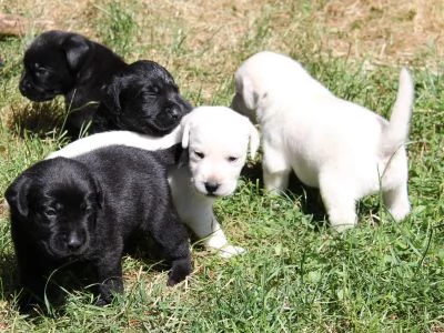 Regalo Cuccioli di Labrador cioccolato