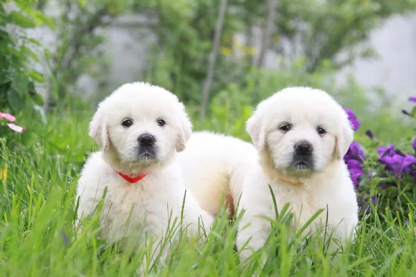 Disponibili cuccioli di Golden retriever