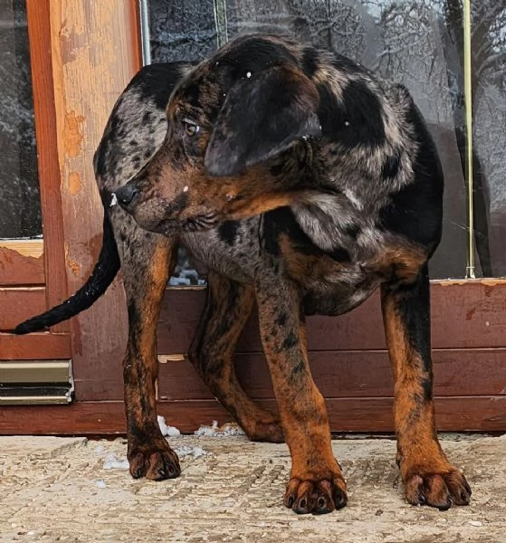 Louisiana Leopard dog 