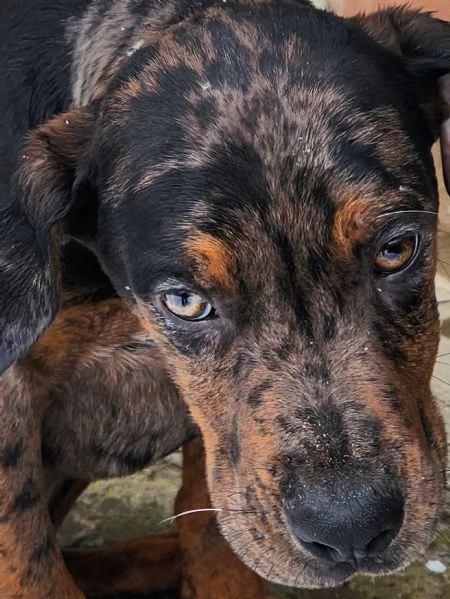 Louisiana Leopard dog  | Foto 2