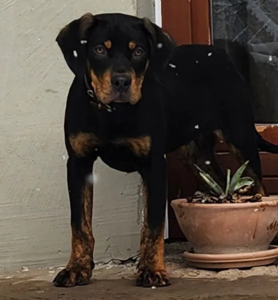 Louisiana Leopard dog  | Foto 0