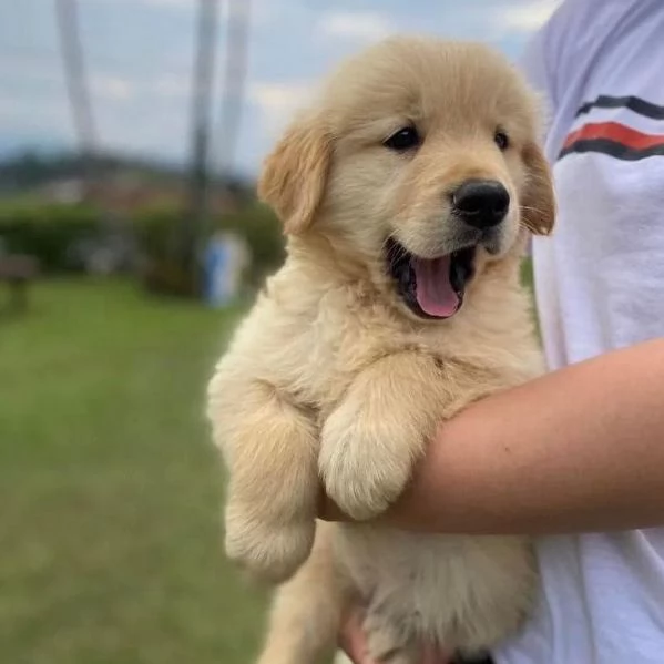 Golden RETRIEVER con pedigree