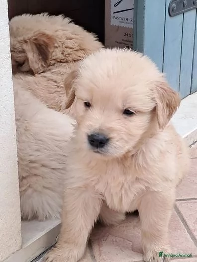 Disponibili cuccioli di Golden Retriever con Pedigree