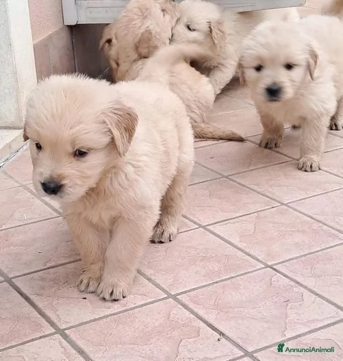 Disponibili cuccioli di Golden Retriever con Pedigree | Foto 0