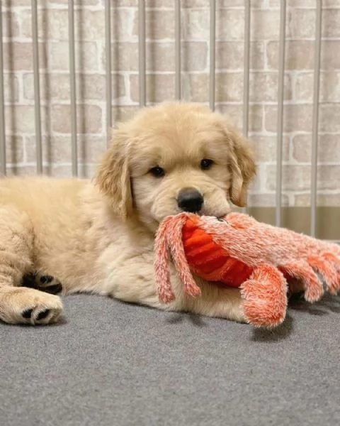 Disponibili cuccioli maschi e femmine di Golden Retriever linea americana | Foto 0