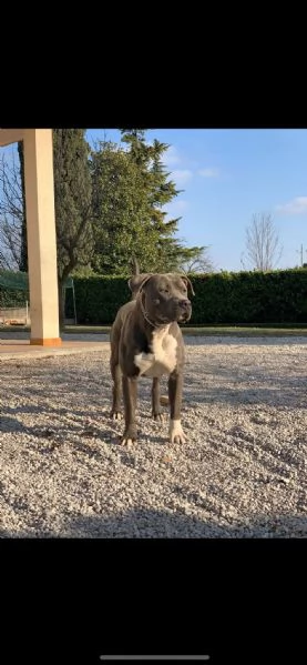 Maschio amstaff con pedigree enci