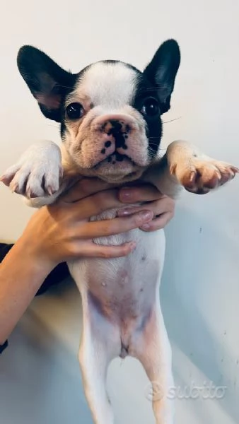 Cuccioloni di bouledogue bulldog francese | Foto 0