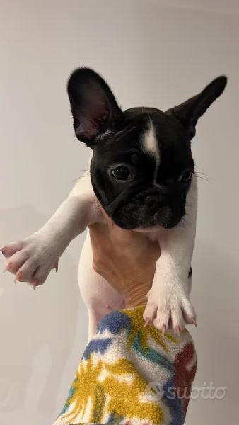 Cuccioloni di bouledogue bulldog francese