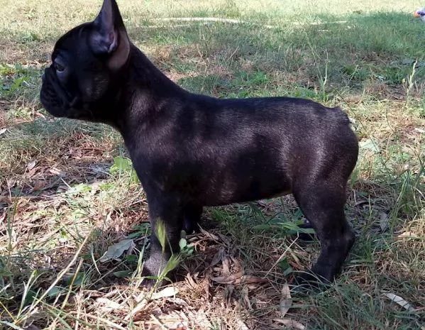 Splendide Cucciolo Bouldogue francese