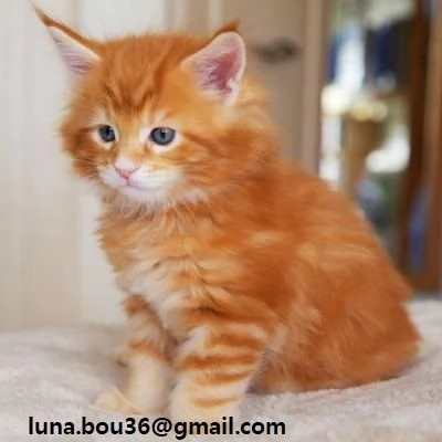 Maine coon gattino tipo 5 palle Kitten Maine tipo di capelli, 3 femmine e 2 maschi. Sono disponibili