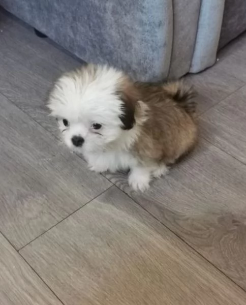 Bellissimi Shihtzu  maschio e femmina | Foto 1