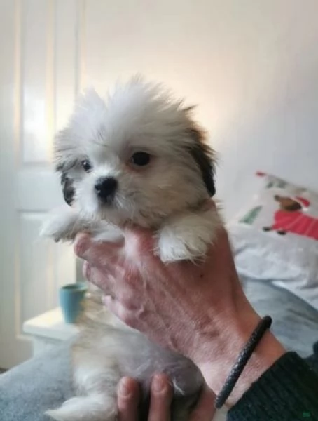 bellissimi cuccioli di shihtzu subito disponibili, | Foto 2