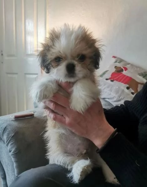 bellissimi cuccioli di shihtzu subito disponibili, | Foto 0