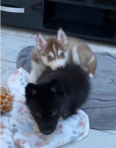 bellissimi cuccioli siberian husky molto docili ed affettuosi, per adozione