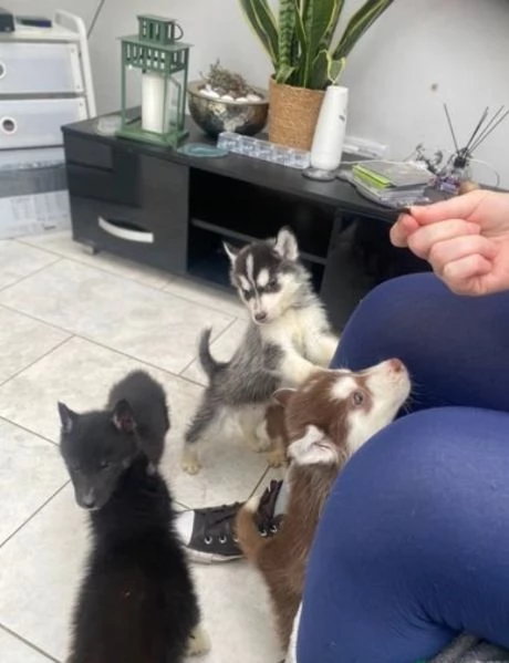 bellissimi cuccioli siberian husky molto docili ed affettuosi, per adozione | Foto 0