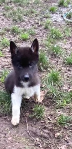 CUCCIOLI DI SIBERIAN HUSKY ALLEVATI CON AMORE per adozione  | Foto 2