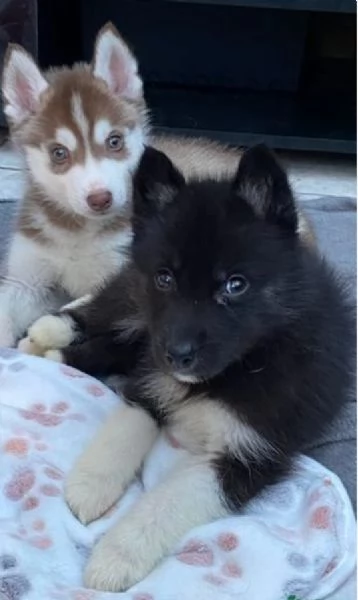 CUCCIOLI DI SIBERIAN HUSKY ALLEVATI CON AMORE per adozione 