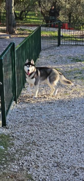 Siberian Husky Maschio da Monta | Foto 4