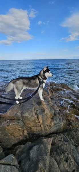 Siberian Husky Maschio da Monta | Foto 2