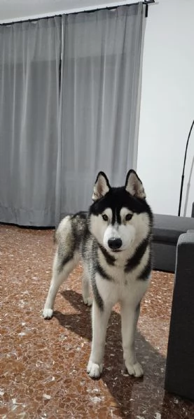 Siberian Husky Maschio da Monta | Foto 0