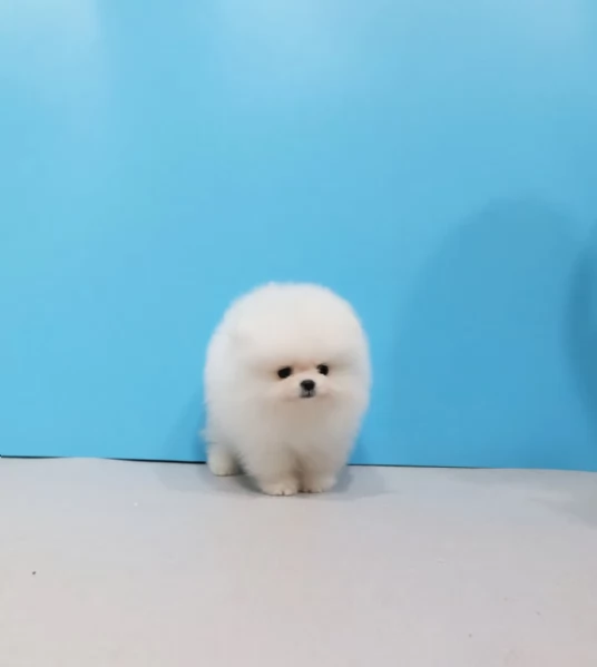 Cuccioli di Volpino Pomerania disponibili | Foto 3