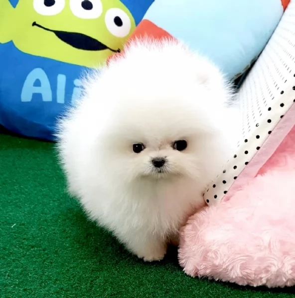 Cuccioli di Volpino Pomerania disponibili